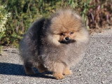 Chiot Spitz Pomeranien mâle LOF de février 2026 à vendre
