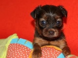 5 chiots Petit Chien Russe mâles LOF à réserver