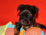 5 chiots Petit Chien Russe mâles LOF à réserver