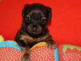 5 chiots Petit Chien Russe mâles LOF à réserver