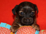 5 chiots Petit Chien Russe mâles LOF à réserver