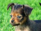 Portée de 6 chiots Petit Chien Russe LOF nés en avril 2026 à vendre