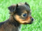 Portée de 6 chiots Petit Chien Russe LOF nés en avril 2026 à vendre