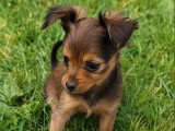 Portée de 6 chiots Petit Chien Russe LOF nés en avril 2026 à vendre