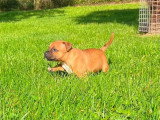 4 chiots Staffordshire Bull Terrier mâles LOF d'avril 2026 à vendre