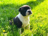 4 chiots Staffordshire Bull Terrier mâles LOF d'avril 2026 à vendre