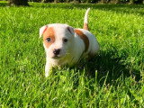 4 chiots Staffordshire Bull Terrier mâles LOF d'avril 2026 à vendre