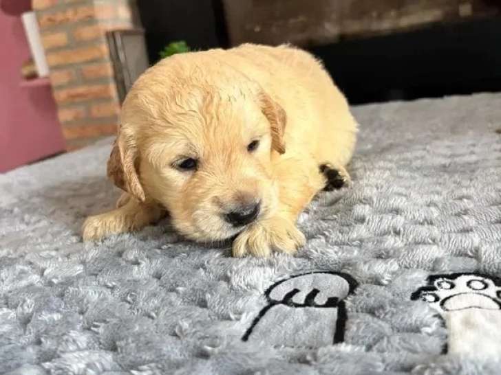 Portée de 7 Golden Retriever inscrits au LOF nés en mai 2026 à réserver