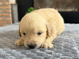 Portée de 7 Golden Retriever inscrits au LOF nés en mai 2026 à réserver