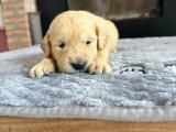 Portée de 7 Golden Retriever inscrits au LOF nés en mai 2026 à réserver