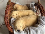 Portée de 7 Golden Retriever inscrits au LOF nés en mai 2026 à réserver