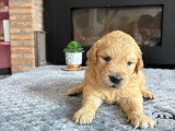 Portée de 7 Golden Retriever inscrits au LOF nés en mai 2026 à réserver