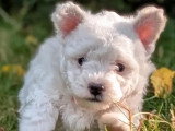 Chiot Bichon Frisé mâle non LOF à réserver