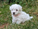 Chiot Bichon Frisé mâle non LOF à réserver