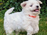 Chiot Bichon Frisé mâle non LOF à réserver