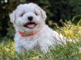 Chiot Bichon Frisé mâle non LOF à réserver