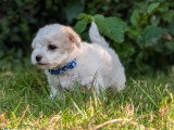 Chiot Bichon Frisé mâle non LOF à réserver
