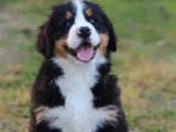 Deux chiots Bouvier Bernois mâles non LOF de mars 2026 à vendre