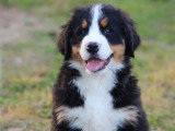 Deux chiots Bouvier Bernois mâles non LOF de mars 2026 à vendre