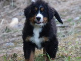 Deux chiots Bouvier Bernois mâles non LOF de mars 2026 à vendre