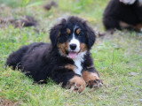 Deux chiots Bouvier Bernois mâles non LOF de mars 2026 à vendre