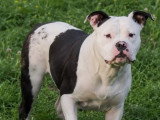 5 chiots American Bully XL non LOF nés en décembre 2025 en vente
