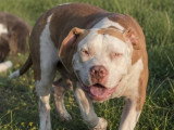 5 chiots American Bully XL non LOF nés en décembre 2025 en vente