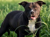 5 chiots American Bully XL non LOF nés en décembre 2025 en vente