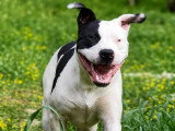 5 chiots American Bully XL non LOF nés en décembre 2025 en vente