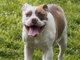 5 chiots American Bully XL non LOF nés en décembre 2025 en vente