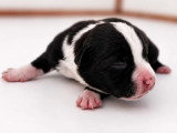 2 chiots femelles Staffordshire Bull Terrier LOF nées en mai 2026 à réserver