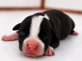 2 chiots femelles Staffordshire Bull Terrier LOF nées en mai 2026 à réserver