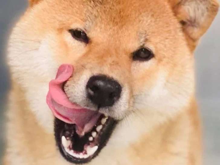 1 chienne Shiba Inu non LOF née juillet 2023 à vendre