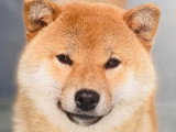1 chienne Shiba Inu non LOF née juillet 2023 à vendre
