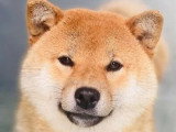 1 chienne Shiba Inu non LOF née juillet 2023 à vendre