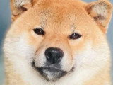 1 chienne Shiba Inu non LOF née juillet 2023 à vendre