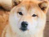 1 chienne Shiba Inu non LOF née juillet 2023 à vendre