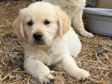 Chiot femelle Golden Retriever né en avril 2026 à vendre non LOF