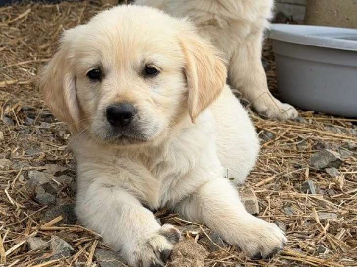 Chiot femelle Golden Retriever né en avril 2026 à vendre non LOF