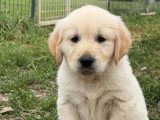 Chiot femelle Golden Retriever né en avril 2026 à vendre non LOF