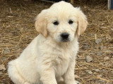 Chiot femelle Golden Retriever né en avril 2026 à vendre non LOF
