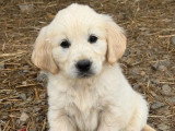 Chiot femelle Golden Retriever né en avril 2026 à vendre non LOF