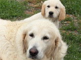 Chiot femelle Golden Retriever né en avril 2026 à vendre non LOF