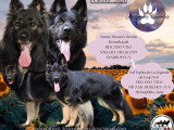 Chiots de race Altdeutscher Schäferhund à vendre (5 femelles & 7 mâles)