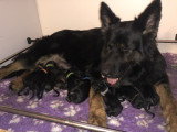 Chiots de race Altdeutscher Schäferhund à vendre (5 femelles & 7 mâles)