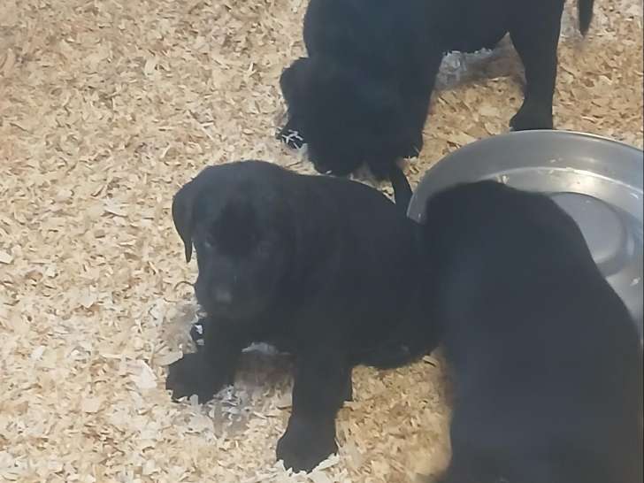Chiots Labrador à vendre
