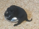 Chiots Labrador à vendre