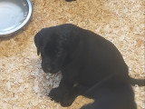 Chiots Labrador à vendre