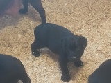 Chiots Labrador à vendre