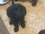 Chiots Labrador à vendre